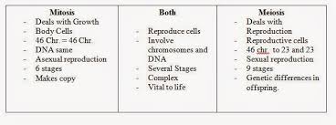 Venn Diagram Mitosis And Meiosis Bismi Margarethaydon Com