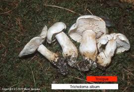 A défaut de mousserons de printemps, vous pouvez préparer cette recette avec toute autre espèce. Le Champignon Du Mois De Mai Calocybe Gambosa Mousseron De La Saint Georges Nature Isere