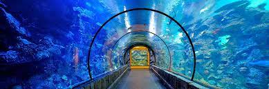 Shark Reef Aquarium At Mandalay Bay Accueil Facebook