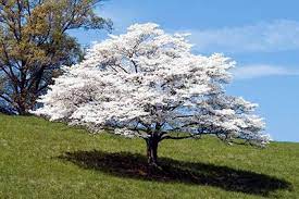 20 to 30 feet spread: Dogwood Tree Lovetoknow