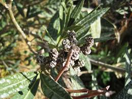 Image result for pseudomonas savastanoi pv nerii oleander symptoms