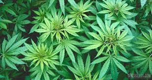 As a result, sensi seed bank's prices are a little expensive. Sensi Seeds Linkedin