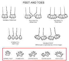 Polydactyl Cats