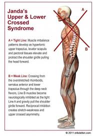 Pin On Anatomy