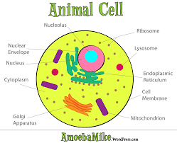 We did not find results for: Animal Cell