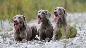 Only guaranteed quality, healthy above you will find the latest weimaraner puppies which we have for sale. Weimaraner Price Temperament Life Span