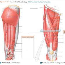 Not to be confused with quadratus femoris. Leg Muscles Diagram Quizlet