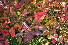 But thankfully, most evergreens grow so slowly that they can remain in their containers for years. All About Semi Evergreen And Semi Deciduous Shrubs And Trees Horticulture