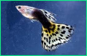 Menurut soesanto (1979), ikan tongkol merupakan salah satu jenis ikan pelagis artinya hidup di lapisan atas dari suatu perairan. 40 Jenis Ikan Guppy Yang Bagus Beserta Keterangan Dan Gambarnya Dunia Fauna Hewan Binatang Tumbuhan Dunia Fauna Hewan Binatang Tumbuhan