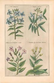 Sweert, Emanuel "Viola Damascena, Dentaria alba, Thabacum sive herba s