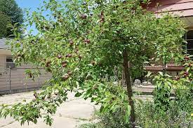 Maybe you would like to learn more about one of these? Santa Rosa Plum Tree For The Front Yard Medicinal Plants Plants Fruit Trees