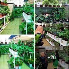 Penanaman 8 pokok cili akan dapat menghasilkan lebih dari 16kg hasil untuk satu pusingan penuh penanaman. Diy Mini Kebun Di Halaman Rumah Myideakini Blog Luar Biasa