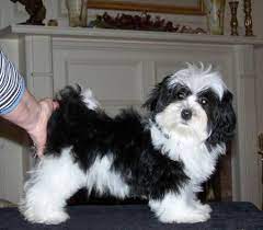 B F S Panda Bear Says It All Havanese Gallery Havanese Dogs Havanese Puppies Havanese