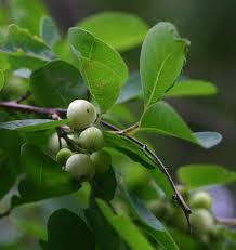 Image result for Flueggea