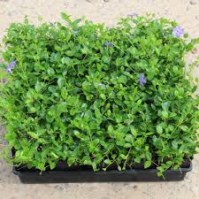 Image result for Vinca minor