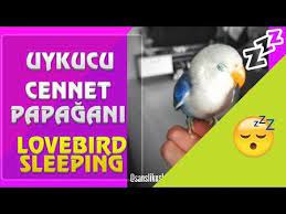uykucu cennet papagani lovebird sleeping youtube papagan cennet uyku