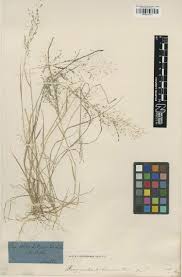 Image result for Eragrostis habrantha