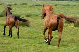 Apres L Agression De Chevaux Dans L Ouest Les Haras Du Secteur Angoisses Le Perche Un tutoriel ultra complet pour apprendre à dessiner un cheval avec une section entière dédiée à la tête de l'animal. agression de chevaux dans l ouest