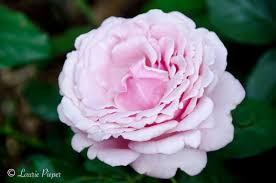It is noted for its large, extremely fragrant, double, pink flowers (to 5 diameter) that appear in late may and repeat bloom throughout the summer into early autumn. Memorial Day Rose A Taste Of Morning