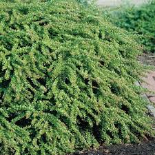 Image result for Berberis verruculosa