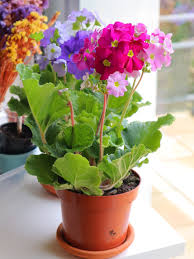 Image result for Primula