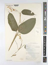 Image result for Marantochloa