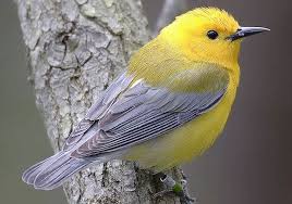 Grey Bird With Orange Wings A Bedrock Protection For Birds Native To North America Is In Danger Of Being Gutted By House Lawmakers The Migratory Bird Treaty Ac Beautiful Birds Birds Bird