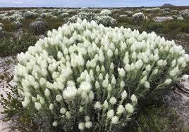 Image result for Helichrysum argyrosphaerum