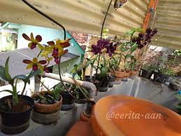 An orchid for a roof. Endah Murniyati S Journey The Orchid Patch In The Roof Garden