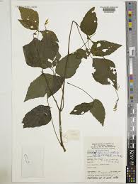 Image result for Hylodesmum repandum