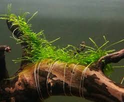Pasir tersebut bisa di campur dengan batu bata yang telah. Cara Membuat Karpet Moss Aquascape Yang Baik Untuk Pemula Hobinatang