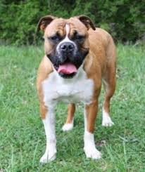 He is well balanced and proportioned, while appearing capable of performing without any breathing restrictions in either. Olde English Bulldogge Zwinger East German Broderstorf Mecklenburg Vorpommern Snautz De