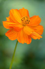 Orange Cosmos Flower By Janice Noto Flower Photos Art Flower Aesthetic Flowers