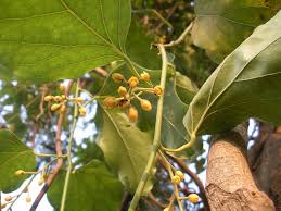 Image result for Tiliacora