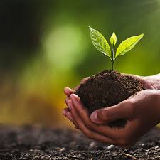 In the past, we have shared slogans on save trees to educate people to take care of trees instead of cutting them down. Bracken Cleared As 140 000 Tree Planting Project Begins Bbc News