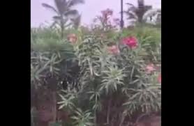 والدفلة الصفراء ويسمى ثيفيتيا (thevetia) أو بفته في اللغة العربية و هي أكثرها سمية، موطنه الأصلي أمريكا الجنوبية وهو شجيرة كما أن الدفلة منعت من أن تكون نباتات لتزيين الشرفات، لأنها في الجو الجاف الحار يخرج منها غاز السيانور السام ولكن طبعا بكميات صغيرة. Ø£Ø®Ø¨Ø§Ø± 24 ØªØ­Ø°ÙŠØ± Ù…Ù† Ø§Ù†ØªØ´Ø§Ø± ÙƒØ«ÙŠÙ Ù„Ù†Ø¨Ø§Øª Ø³Ø§Ù… Ø¹Ù„Ù‰ ÙƒÙˆØ±Ù†ÙŠØ´ Ø¬Ø¯Ø© ÙŠÙ‡Ø¯Ø¯ ØµØ­Ø© Ø§Ù„Ø²ÙˆØ§Ø± ÙˆØ£Ù…Ø§Ù†Ø© Ø¬Ø¯Ø© ØªØªÙØ§Ø¹Ù„