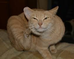 What Every Pet Owner Should Know About Food Allergies Clinical Nutrition Service At Cummings School