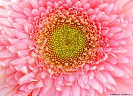 You love beautiful things and people and seek pleasures of life. Beautiful Flower Photos Free Download All Hd Wallpapers Beautiful Flowers Photos Beautiful Flowers Flowers
