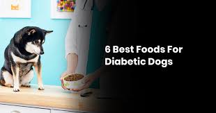 When you have a diabetic dog, there are certain foods that he can and can't eat. 6 Best Foods For Diabetic Dogs Diabeticdogfood