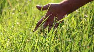 Meaning of grass in english. Touch Grass Know Your Meme