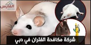 شركة مكافحة الفئران في دبي شركة الفارس بالامارات العربية المتحدة Hamster Animals