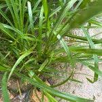 Image result for Sporobolus tenuissimus