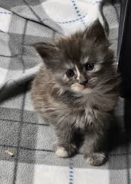 Some very black kittens. They are very cool, little black panthers 🥰