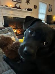 Ruff Start Rescue added a new photo.