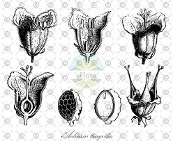 Image result for Achariaceae