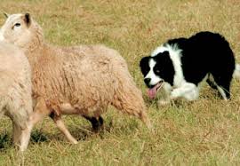 Dawn Boyce S Border Collies Sheep Herding Stock Dog Training And Sheep Dog Trials At Colliegirl Com Working Dogs Collie Sheepdog