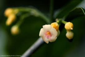 Image result for Tabernanthe