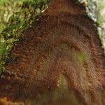 Image result for Aidia micrantha