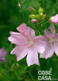 La pianta con fiori rosa per eccellenza è il pesco. Malvarosa Malva E Cugine Tipologie Cure Messa A Dimora Cose Di Casa