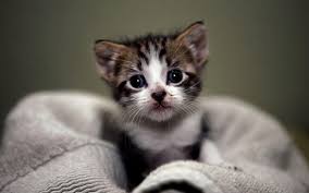 Dp Of Cute Cats 800x600 Wallpaper Teahub Io Play free online games that have elements from both the cute and cat genres. dp of cute cats 800x600 wallpaper